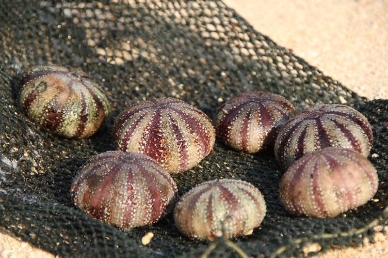 Kukure khas Wakatobi