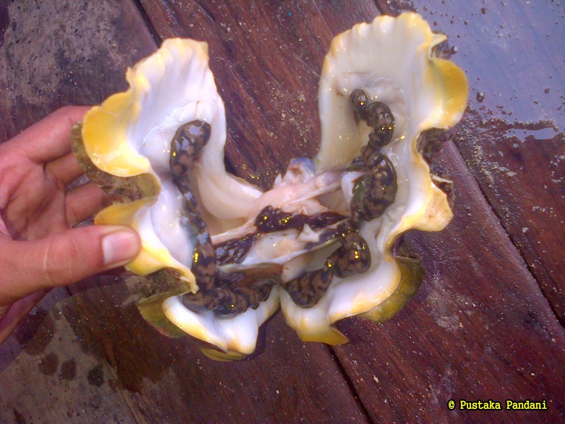 Kerang mutiara/Kima wakatobi