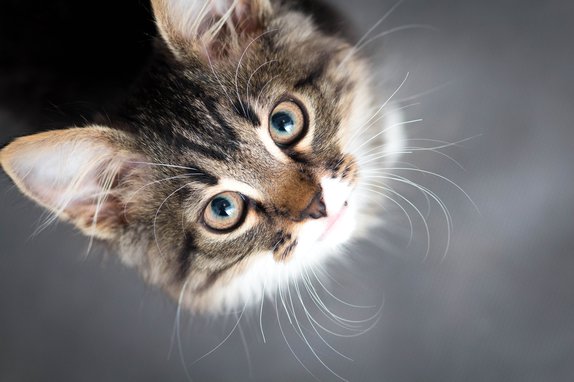 Cat Photo